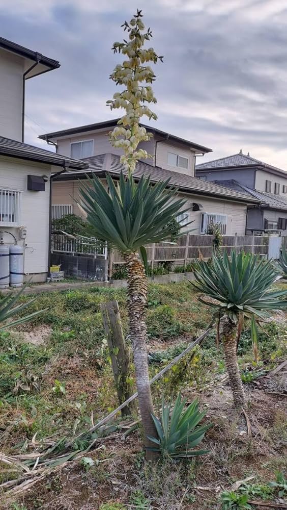 Amazon.co.jp: 大株 開花中 ユッカ グロリオサ